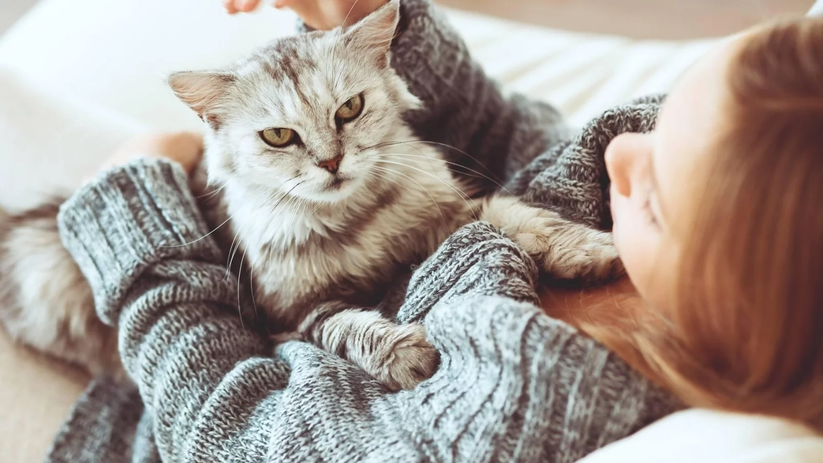 кот, взгляд, лежит на девушке