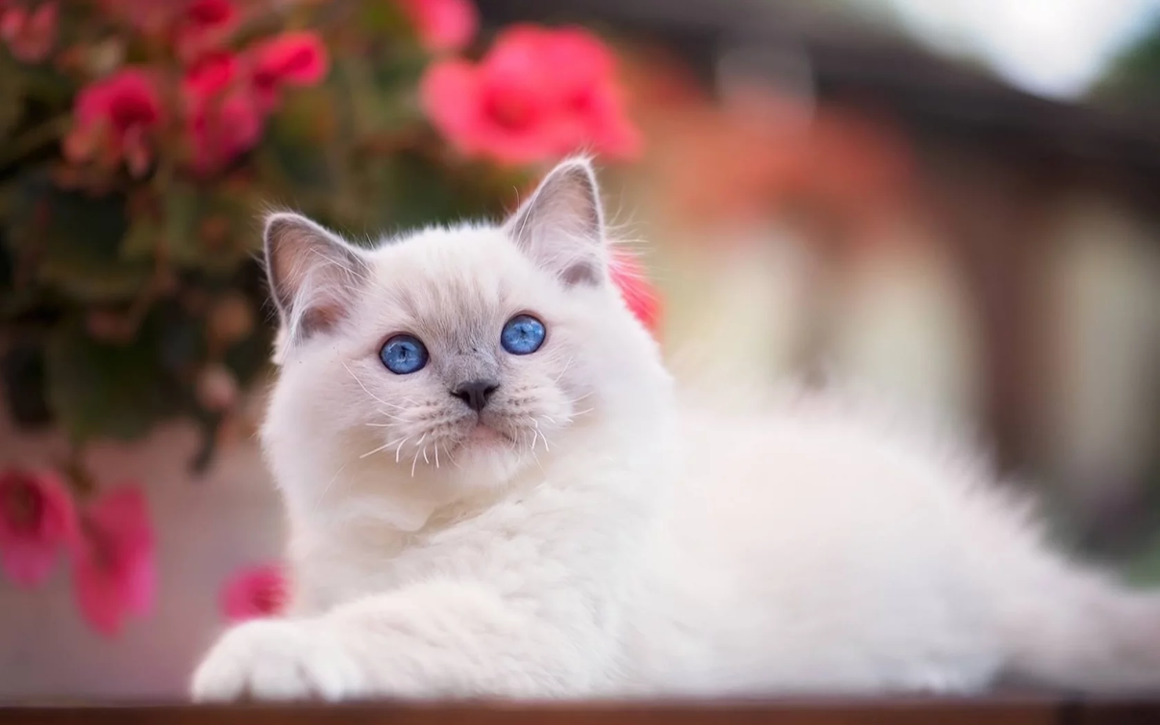 котёнок, маленький