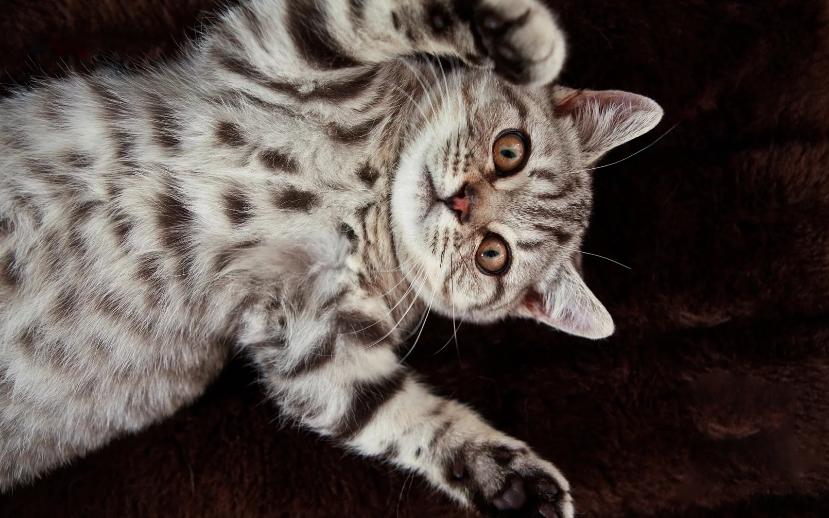 кошка, животное, лежит
