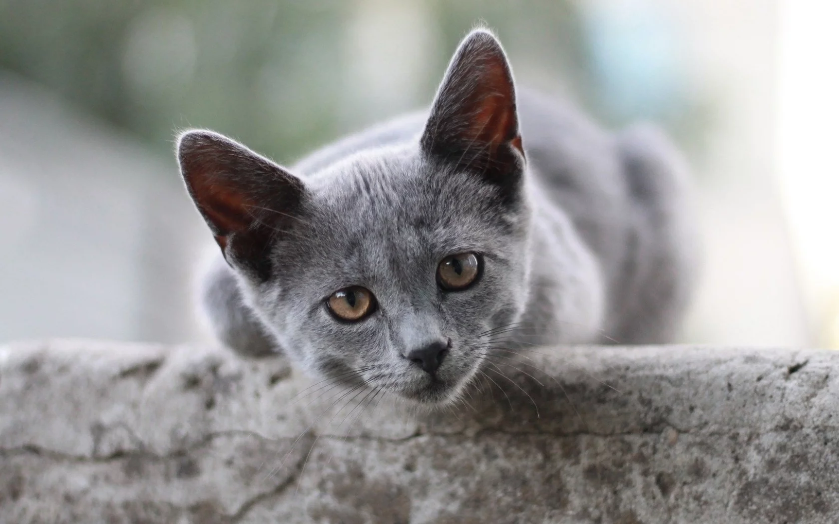 кот, взгляд, животное