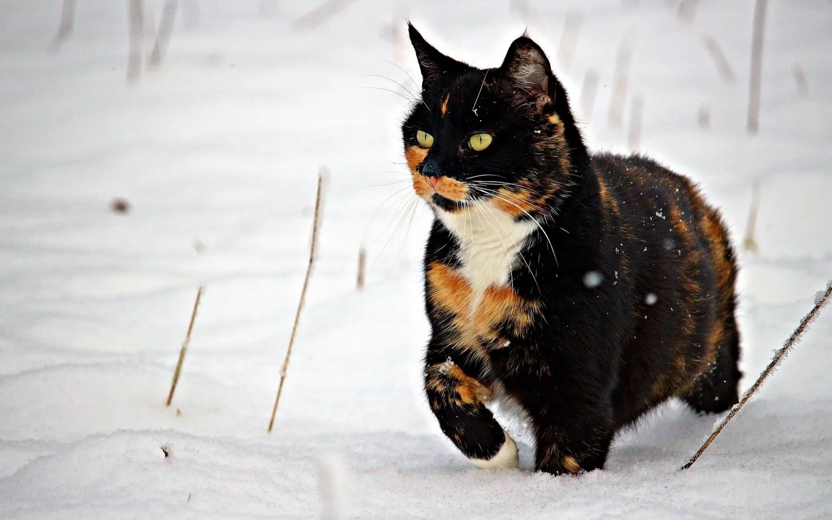 кошка, животное, снег, зима