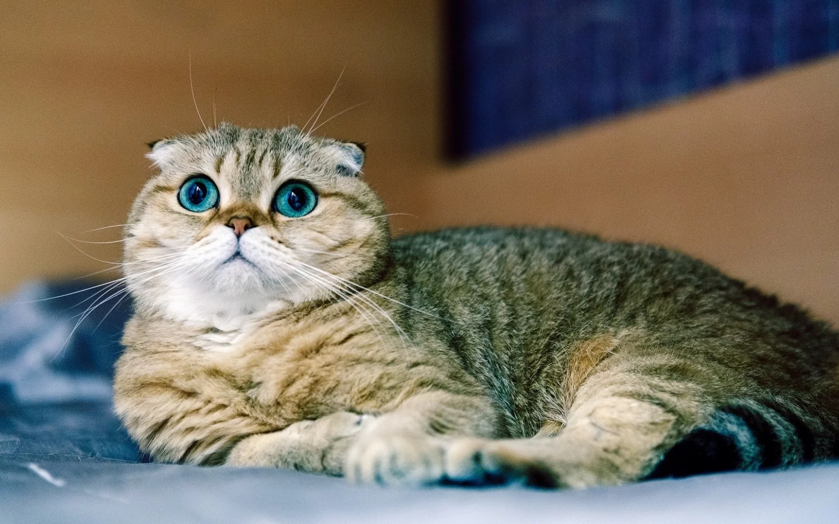 кот, взгляд, шотландский вислоухий