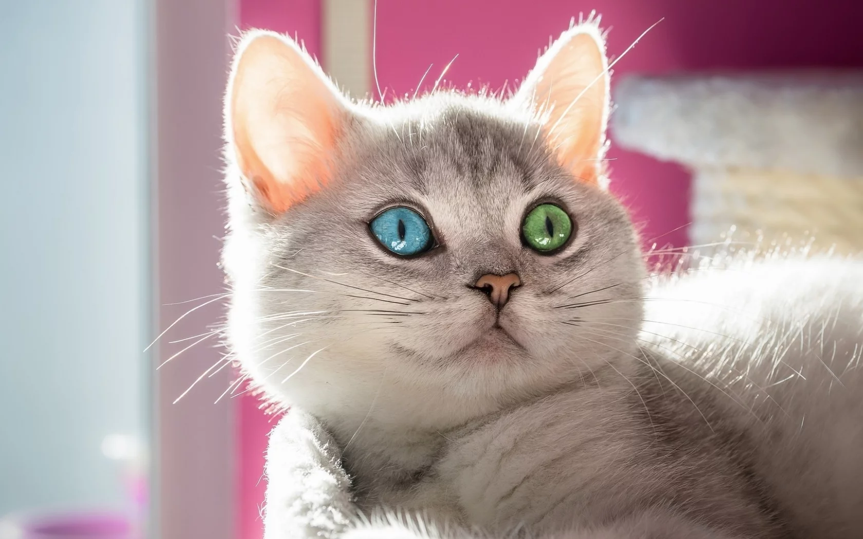 кот, фон