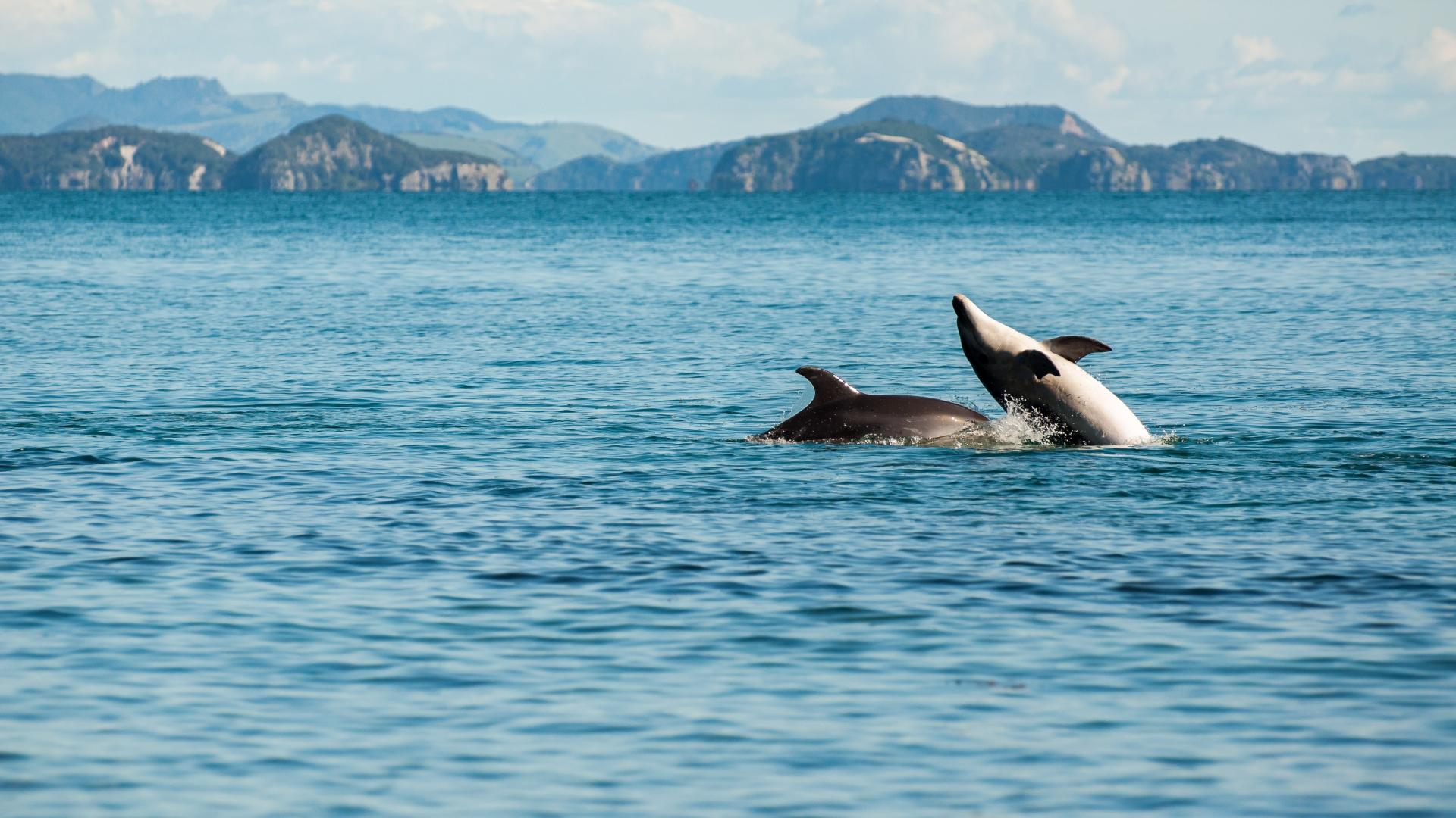 Дельфины в черном море Сочи