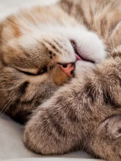 кошка, животные, взгляд, уши, спит