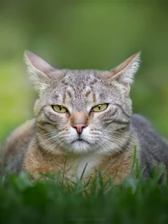 кошка, животные, взгляд, трава