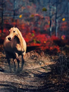 лошадь, животное, природа