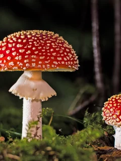 грибы, мухоморы