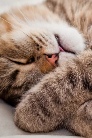 кошка, животные, взгляд, уши, спит