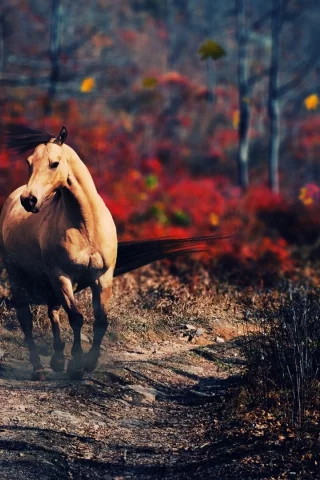 лошадь, животное, природа