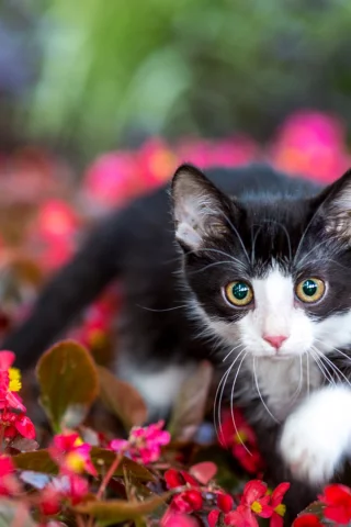 котёнок, маленький, прогулка на поводке