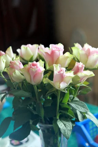 розы, букет, цветы