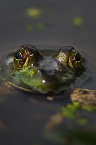 лягушка, в воде