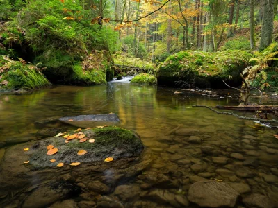 чехия, лес, речка