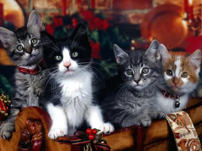 котята, маленькие