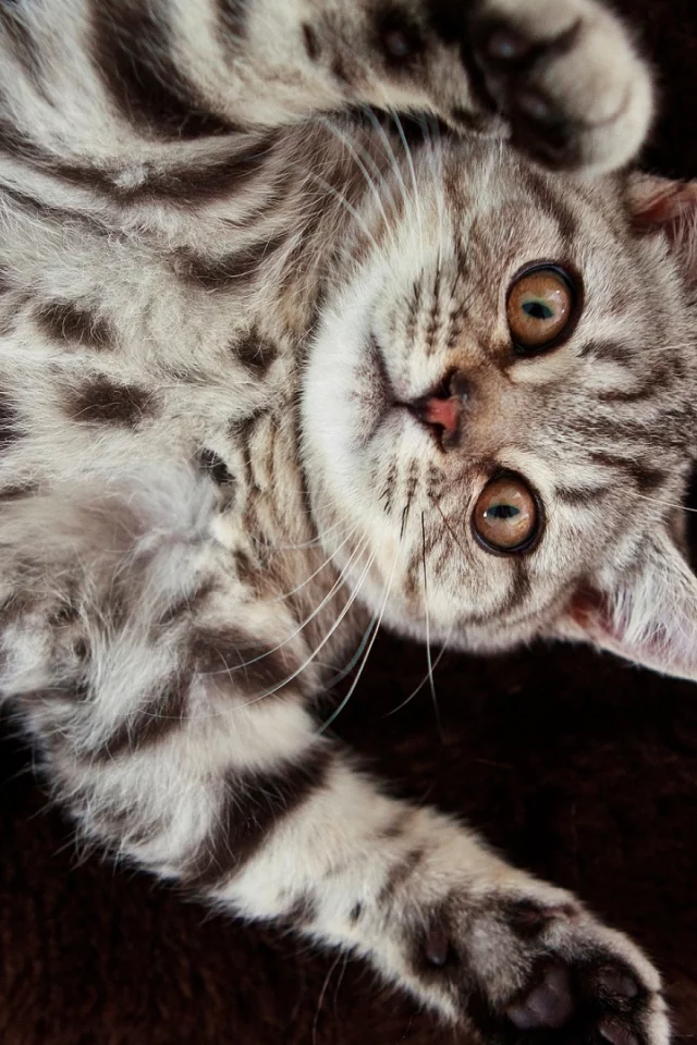 кошка, животное, лежит