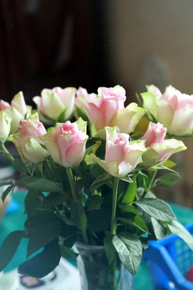 розы, букет, цветы