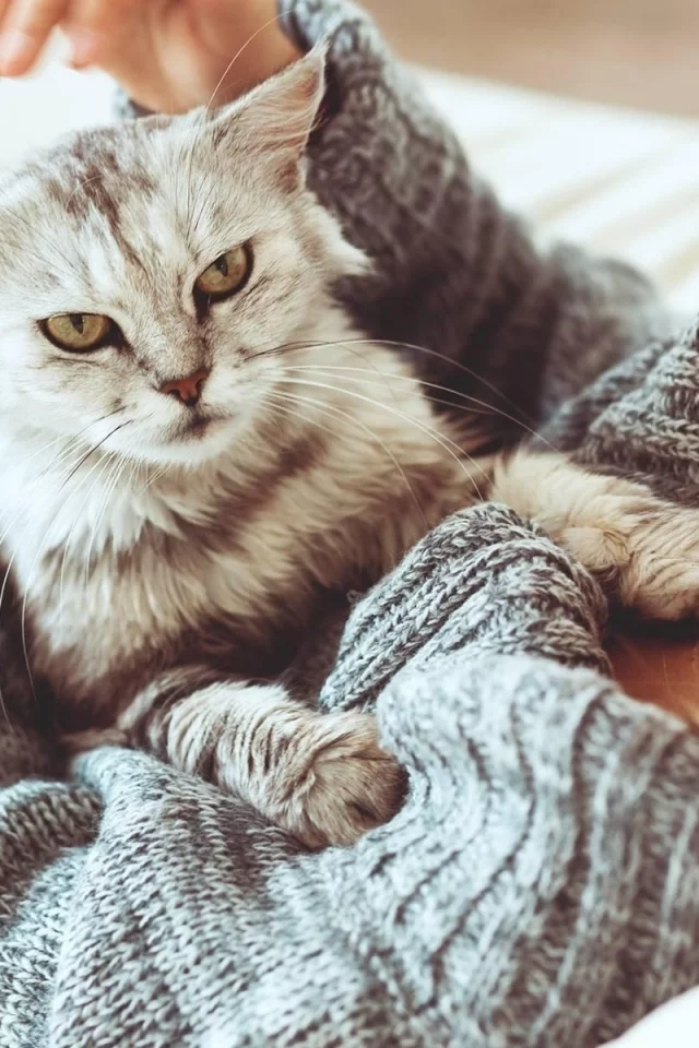 кот, взгляд, лежит на девушке