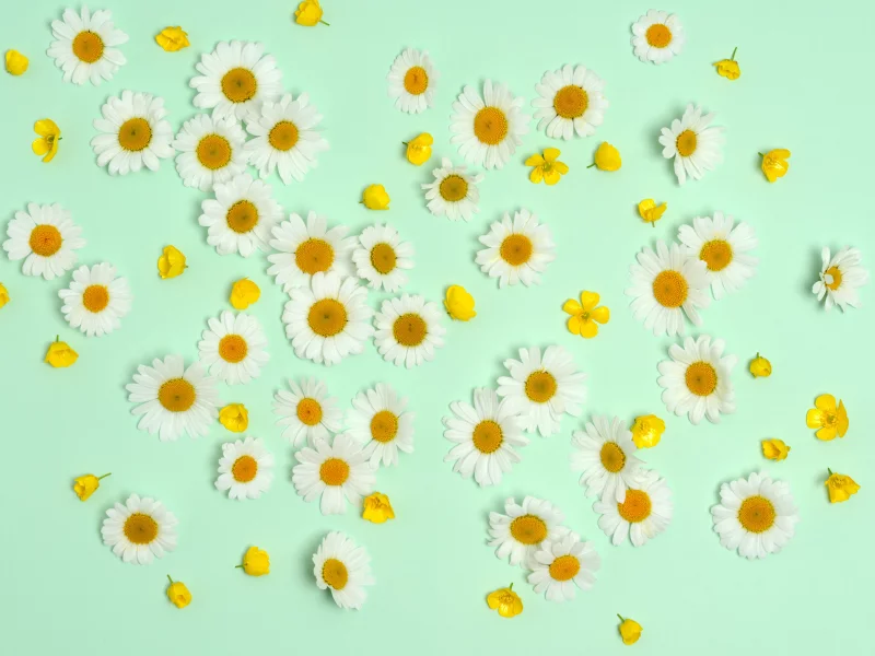 ромашки, цветы