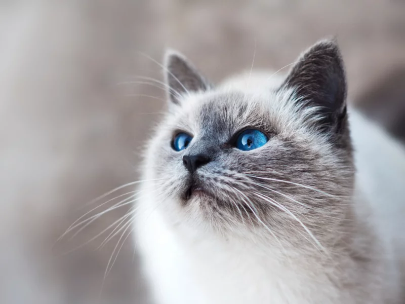 кот, взгляд, животное