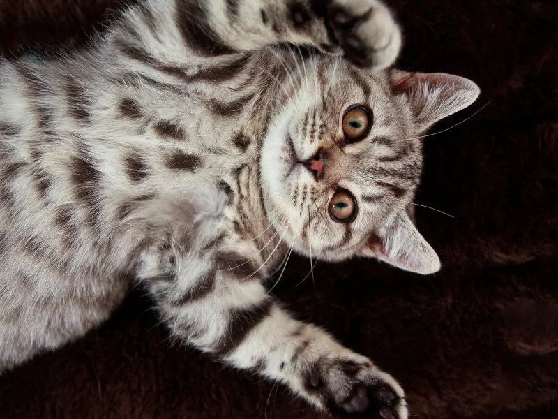 кошка, животное, лежит