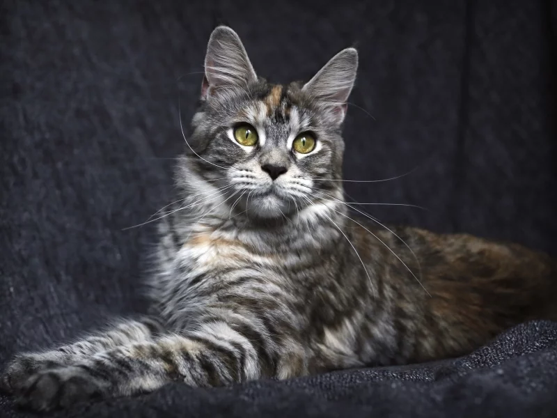 кот, фон