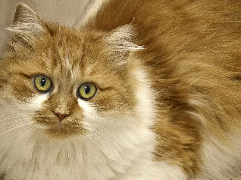 кошка, взгляд, животное
