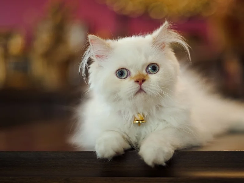 кошка взгляд, животное