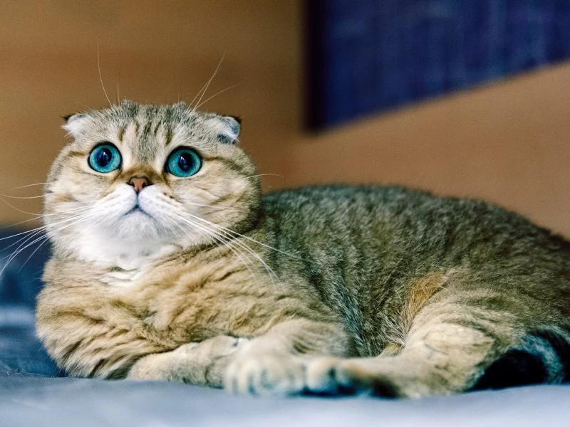 кот, взгляд, шотландский вислоухий