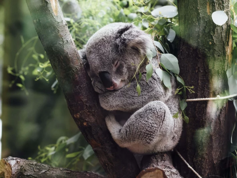 коала, спит на дереве
