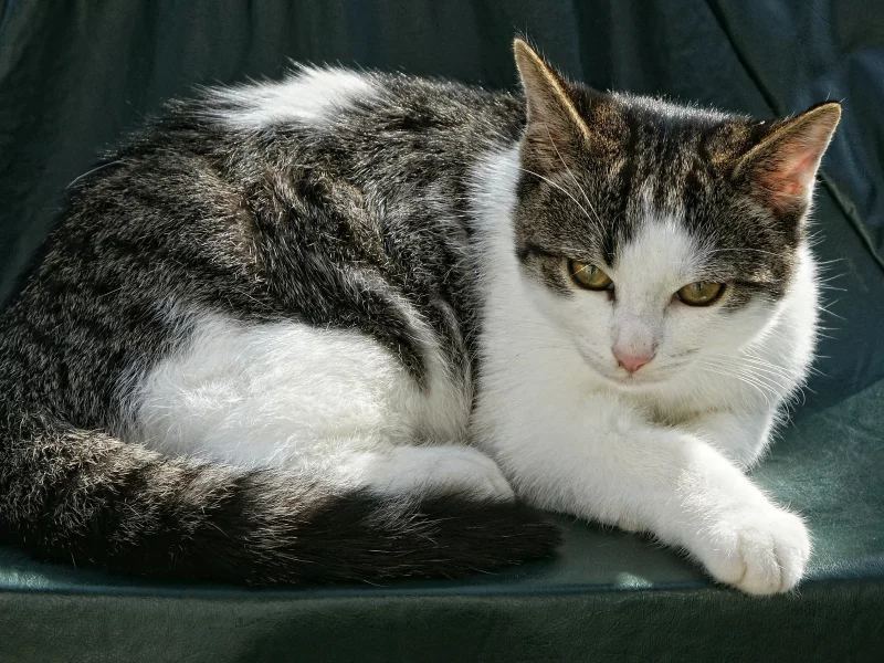 кошка, животное, лежит