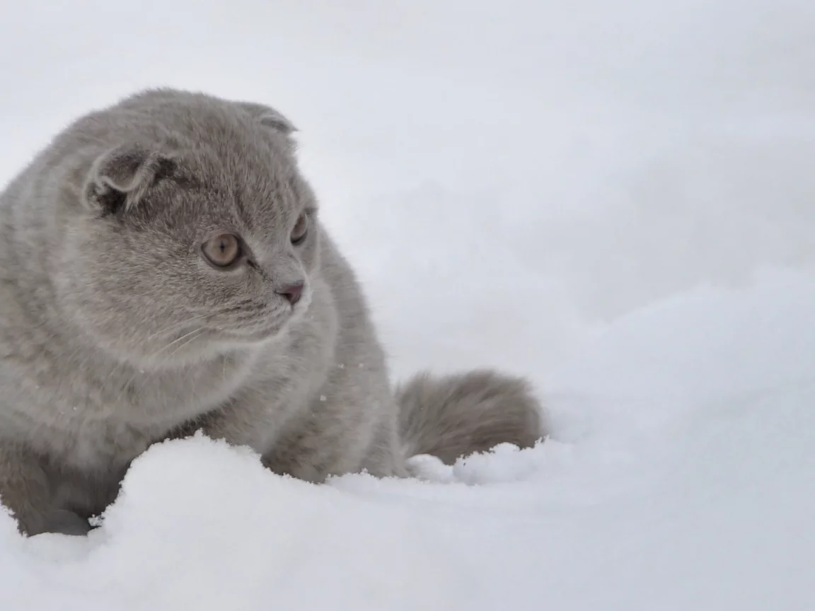 кот, животное, снег, зима