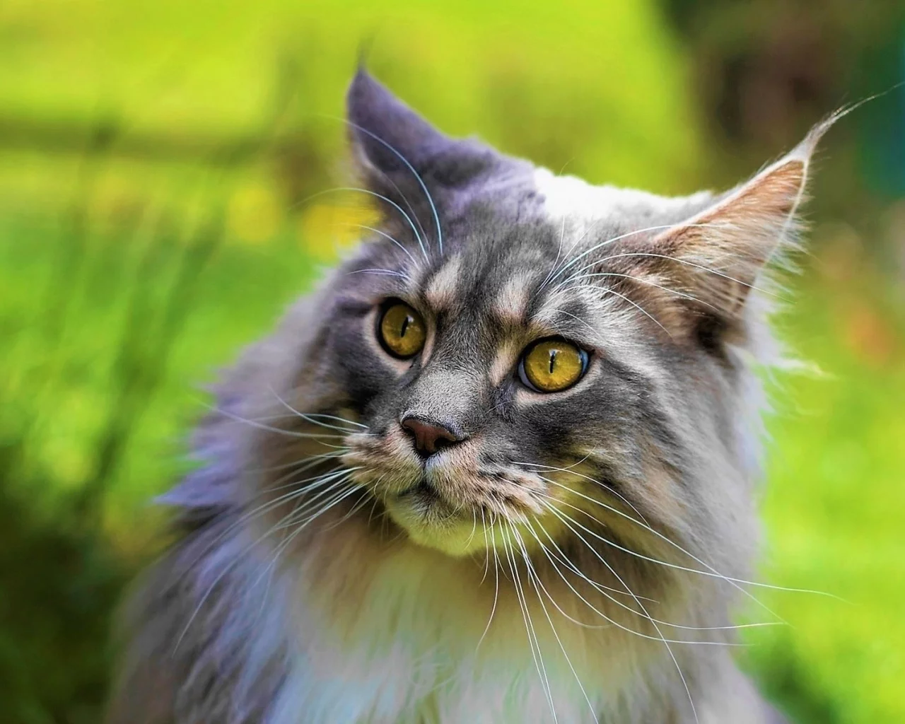 кот, взгляд, животное