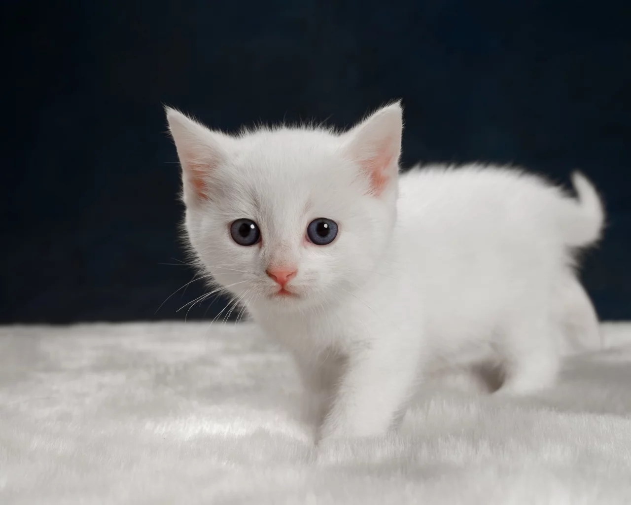 котёнок, взгляд, усы