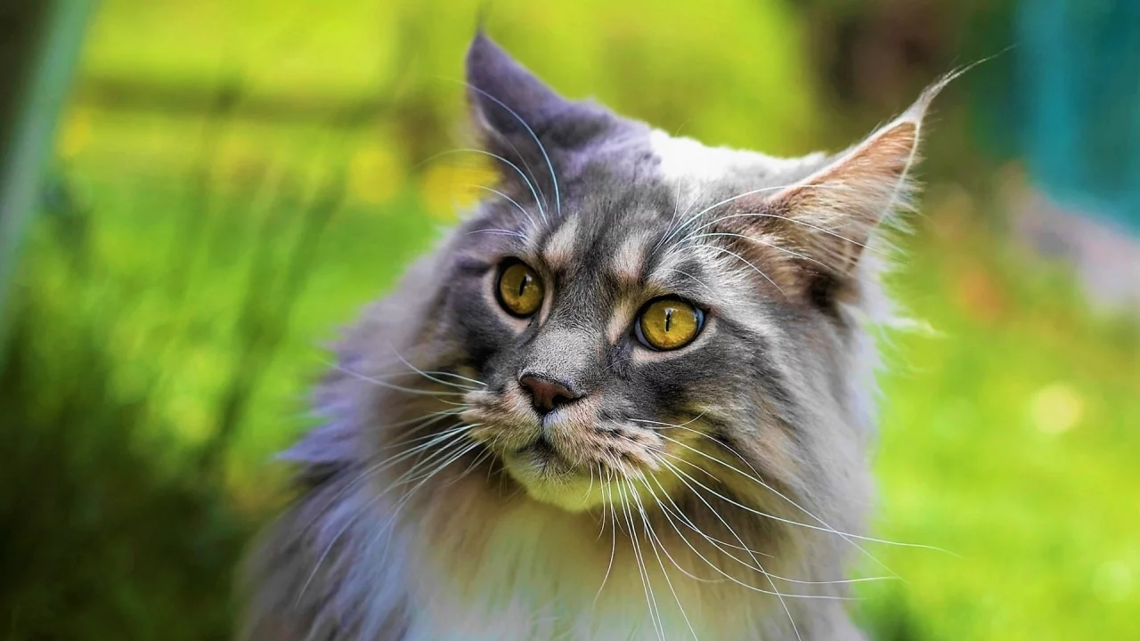 кот, взгляд, животное