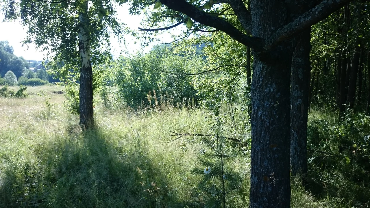 солнечное утро, дорога, теплое утро
