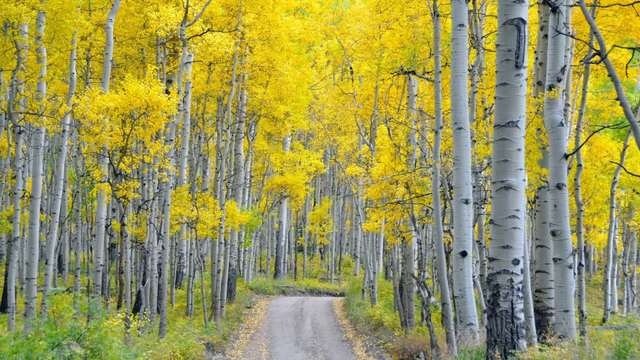 пейзаж, природа, красота