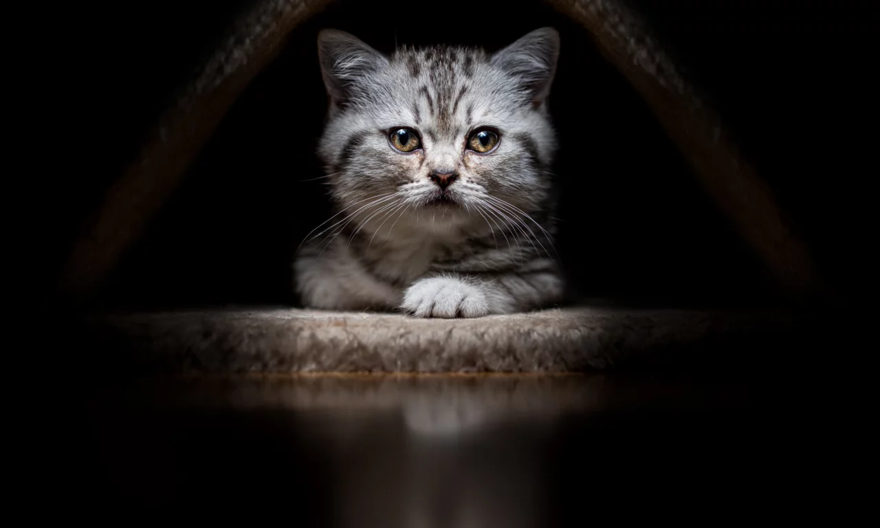 животные, кот, котёнок