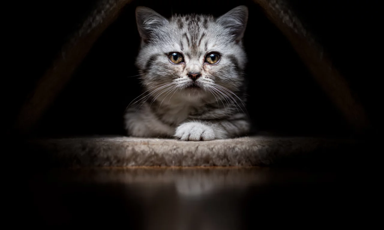 животное, котёнок