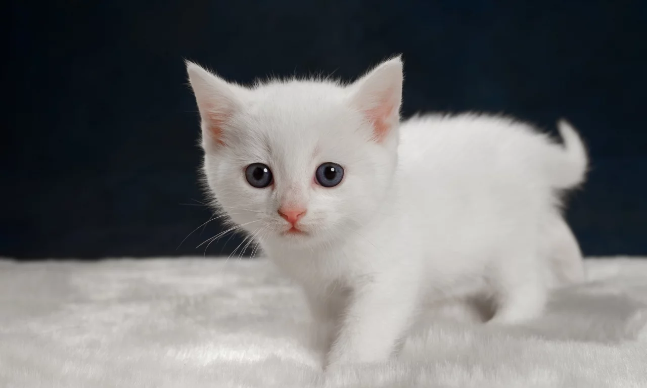 котёнок, взгляд, усы