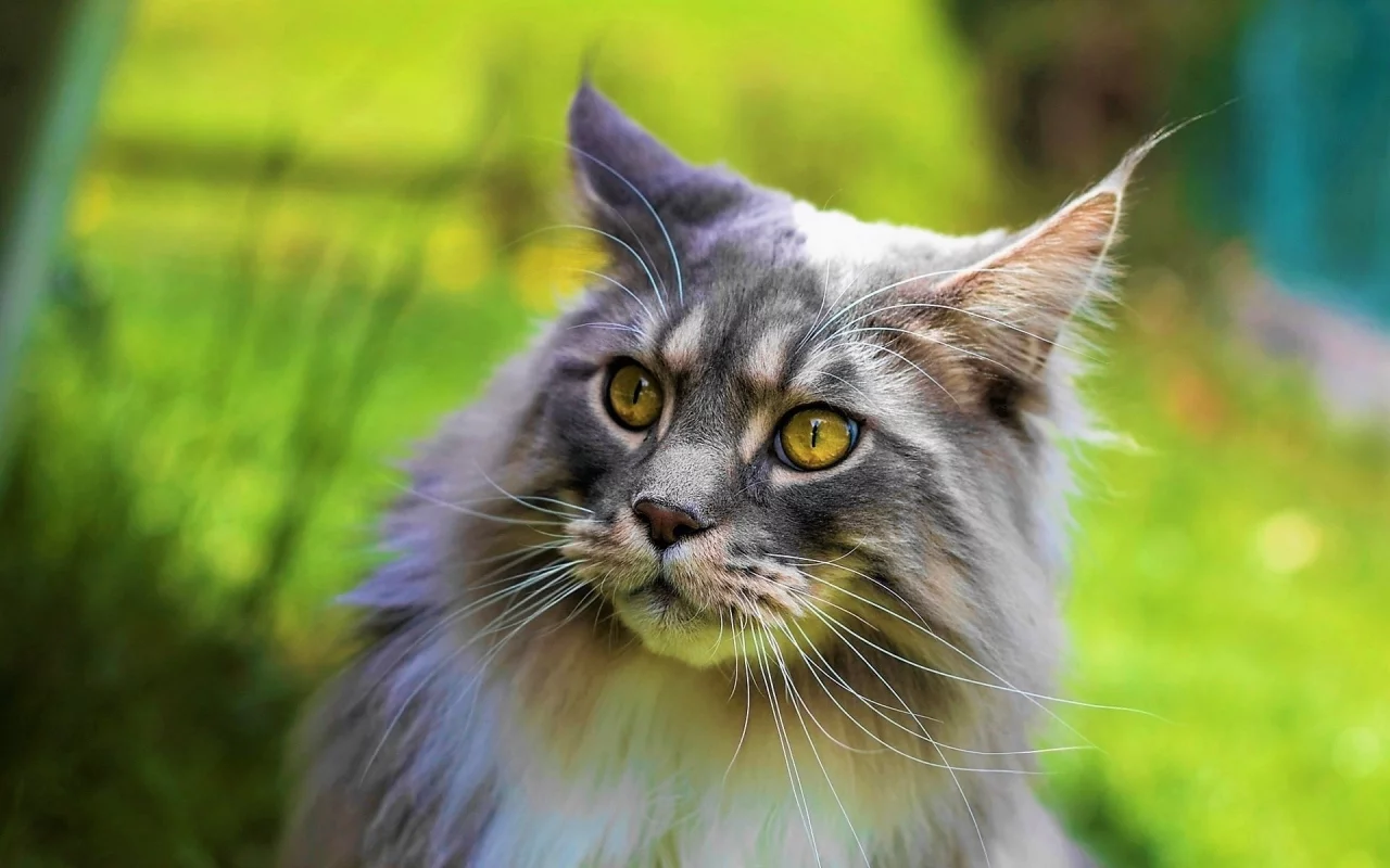 кот, взгляд, животное