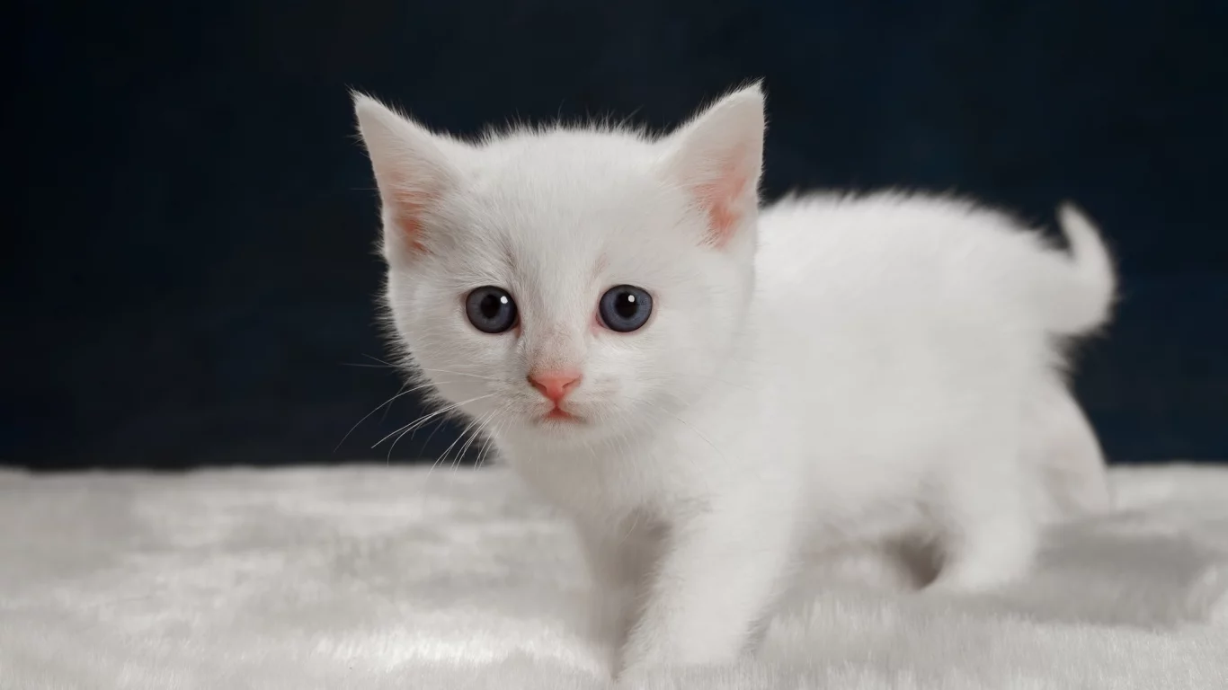 котёнок, взгляд, усы