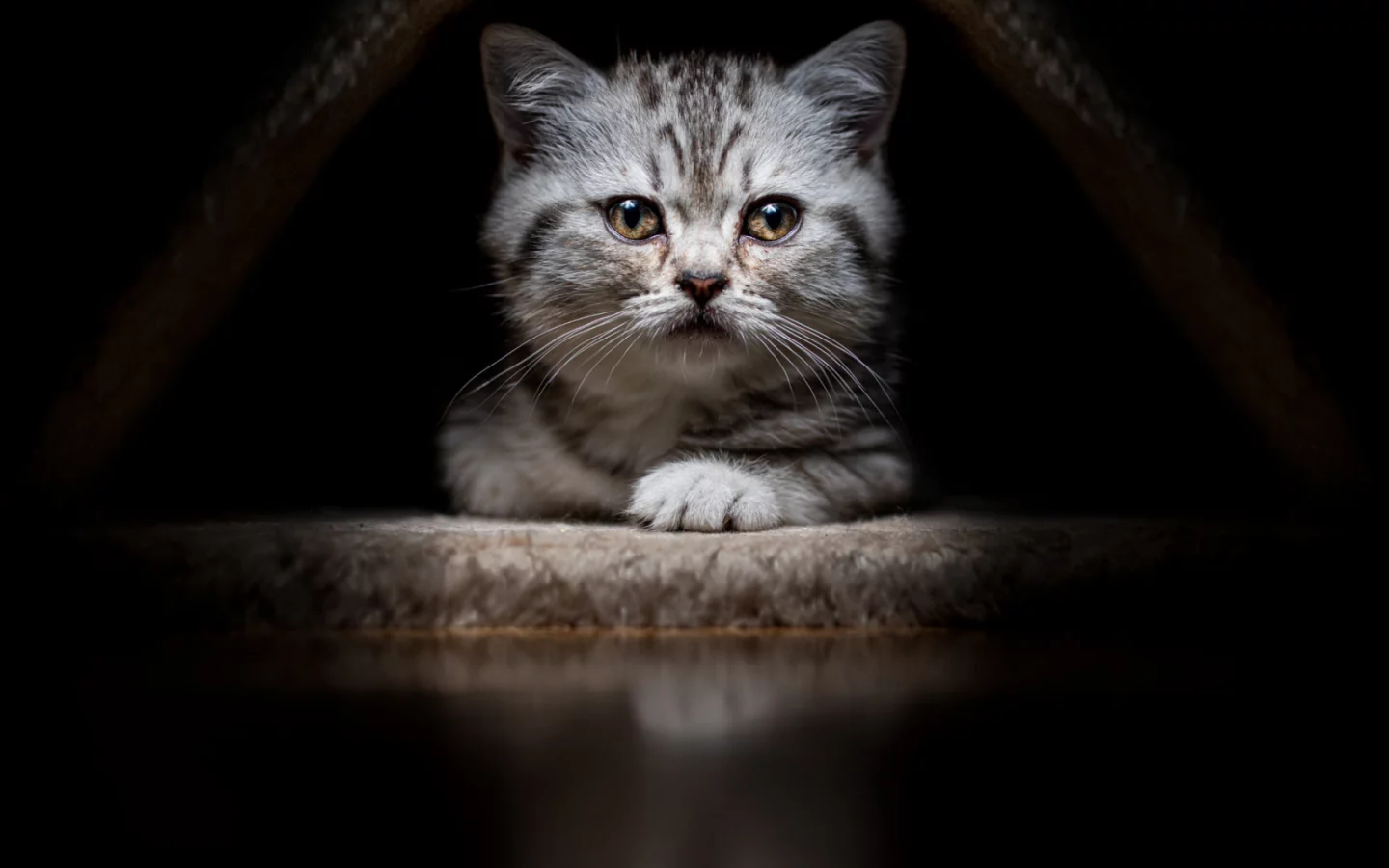 животное, котёнок