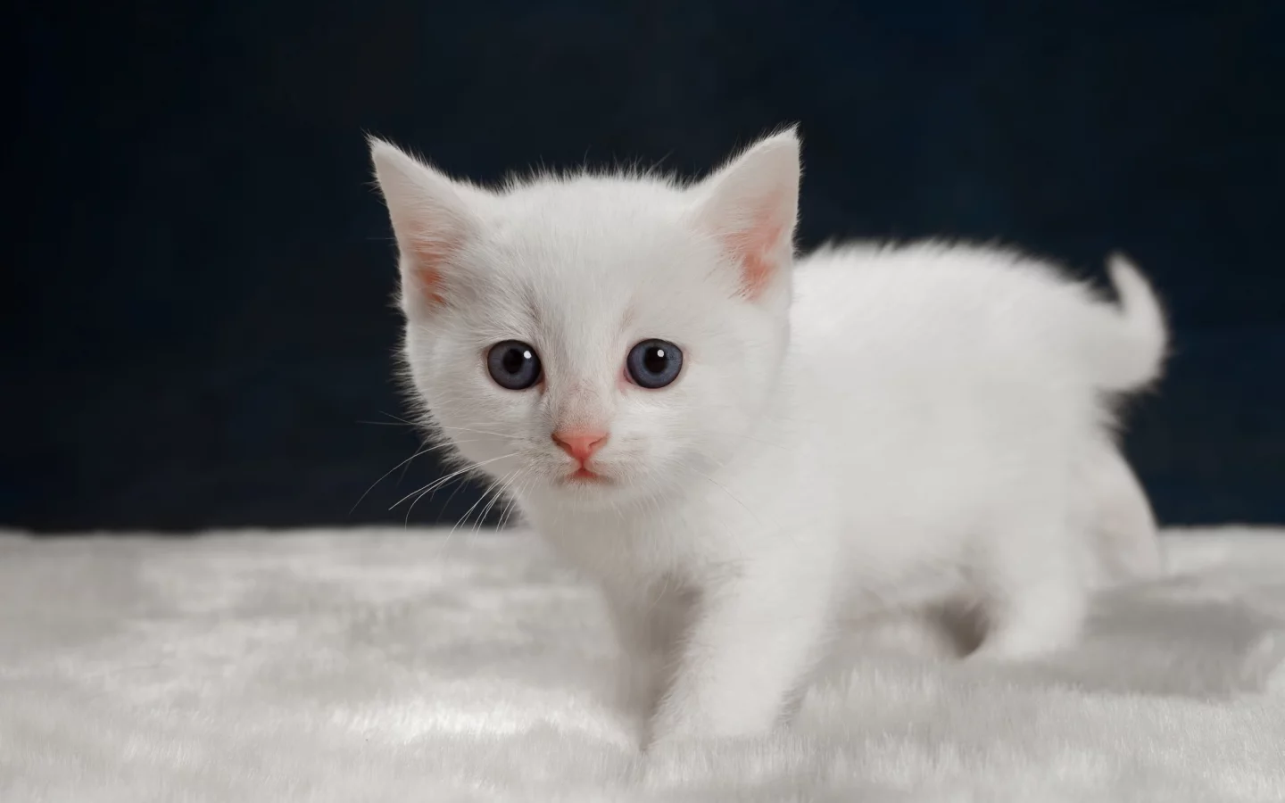котёнок, взгляд, усы