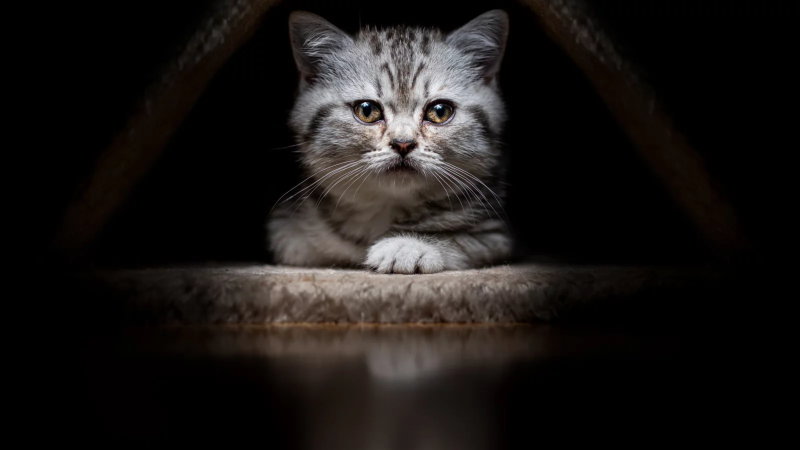 животные, кот, котёнок