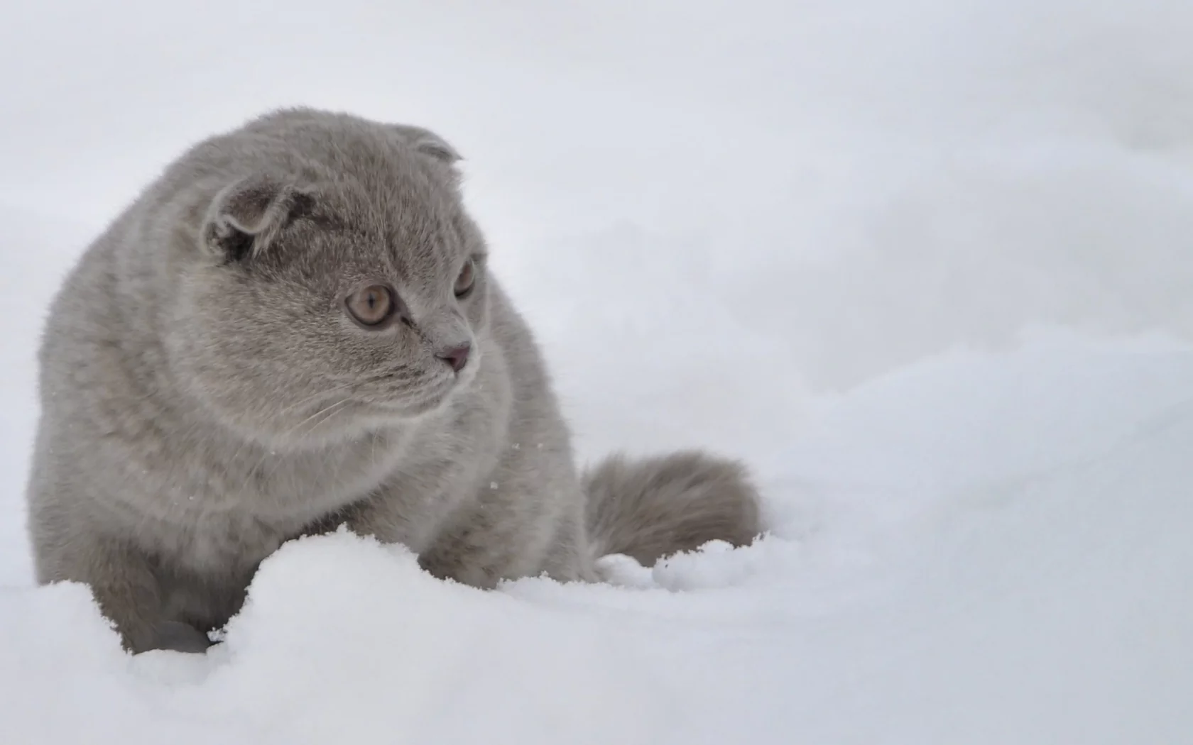 кот, животное, снег, зима