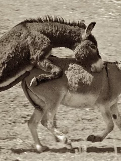 животные, ослы, пара