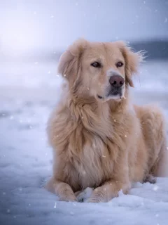 собака, животное, снег, зима