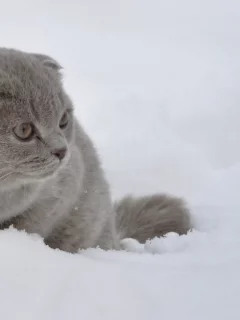 кот, животное, снег, зима