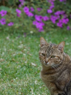 кот, взгляд, усы